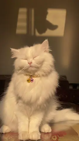 #foryou #mashaallah #catsfunnyvideos #oreology #catvideo 