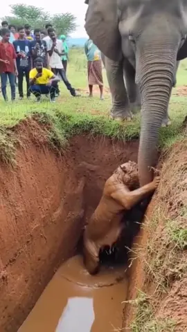 Elephant to the Rescue 🐅🐘 ..  #elephant #tiger #pixvanta #fyp #explore 