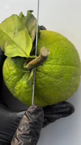 #CapCut #fypシ゚viral🖤tiktok☆♡🦋myvideo 