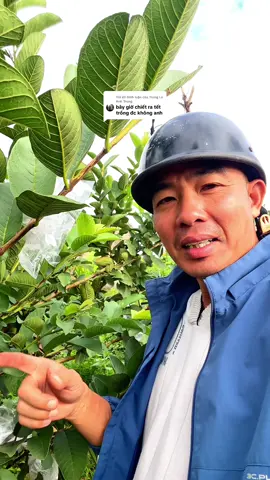 Trả lời @Trung Le Anh Trung Chiết Ổi Vẫn Kịp Trồng Bình Thường #nongtraicuadong #câyổi #câygiống #ổithái #cáchtrồngổi 