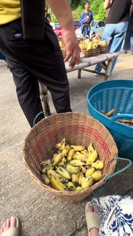 เวลาไป0ทีไร แปลงร่างจากนทท.เป็นจนท.ทุกที 😅 #พังใบบุญ #พังใบบุญควาญเคน #บ้านพี่สมศรีน้องใบบุญ #ศูนย์อนุรักษ์ช้างลําปาง 