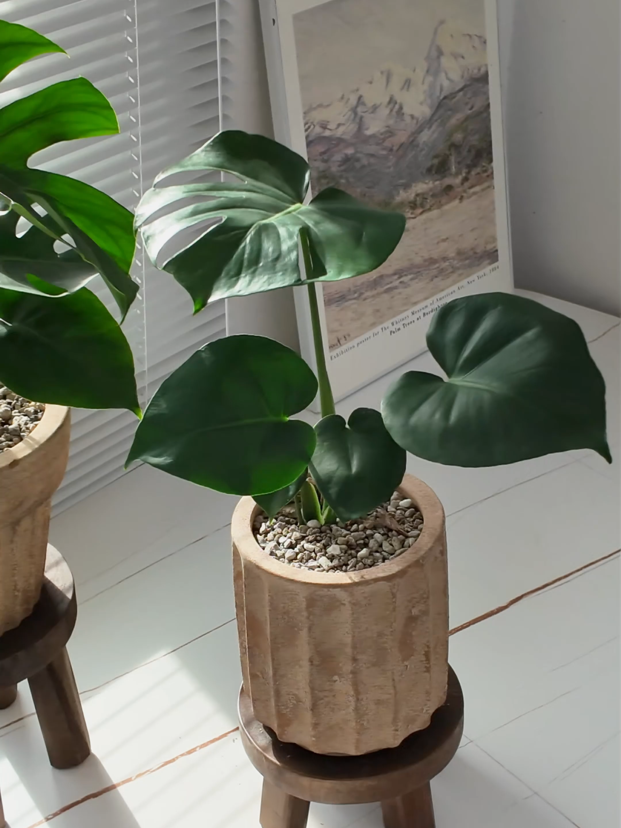 Monstera Deli là “nàng thơ” trong thế giới cây cảnh, nổi tiếng với những chiếc lá lớn, xẻ thùy hoặc lỗ độc đáo như một tác phẩm nghệ thuật của thiên nhiên. Cây vừa mang vẻ đẹp nhiệt đới hiện đại, vừa có chút hoang dại, tự do – rất được ưa chuộng trong decor nội thất cao cấp.  #Mungarden #kiểnglá #xhuong #caycanh #kienglahcm