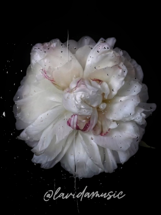 Heat Waves #lyrics #song #music 