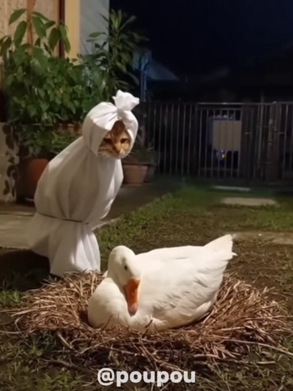 Pocong oyen menghantui angsa #fyp #kucinglucu #kucingviral #pocong #sora 