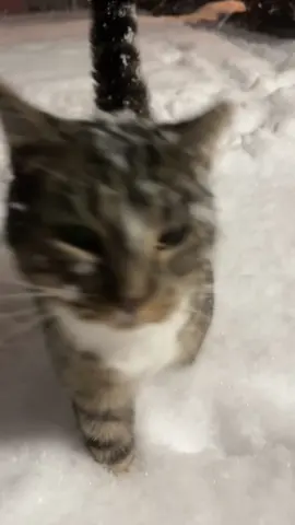 #cat #cats #catsoftiktok 