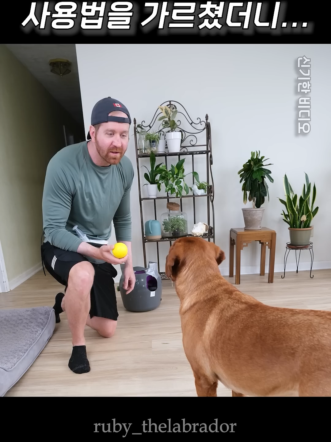 애견용 공 발사기의 사용법을 가르쳤더니