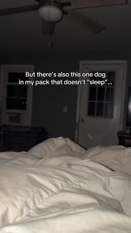 If I get to 10k followers I’ll show you guys the whole pack 😌 He doesn’t bite, I swear 🙃 #malinois #Feral #rescuedog 