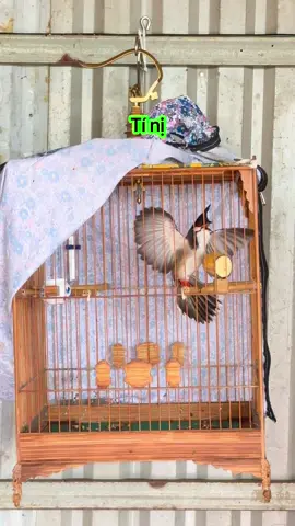 #CBtini chính thức xong lông mùa mới cám hạt đậm đặc @HIỆP ĐỒNG NAI #chaomaovip2025 #chaomaodautruong 