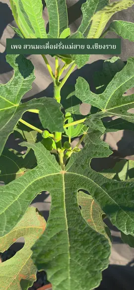 ต้นมะเดื่อฝรั่งไวท์อิสราเอล กระถาง10นิ้ว ปังๆสวยๆ ติดลูกแล้วววว ต้นละ400-490 ค่าส่งไปรษณีย์ต้นละ 150 สนใจทักเพจได้เลยจ้าววววว#มะเดื่อเชียงราย #มะเดื่อ #ลูกฟิก #มะเดื่อฝรั่ง #ต้นมะเดื่อฝรั่ง 