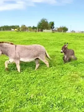 The cute little donkey is jumping around. #So cute that it’s explosive. #The confusing behavior of animals. #Little donkey. #Cute and adorable pets. #Farm Diary.