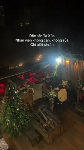 Chó ở Tà Xùa sản xuất theo lô à mọi người😆 #nhahanghangchu #taxua #reviewtaxua 