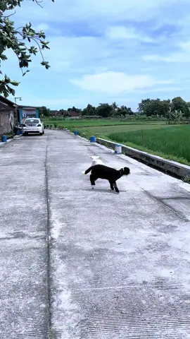 Lari” with bocil 😍#dombamerino #merino#dombabatur #dombalucu 