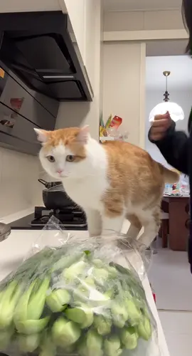 Có mom nào gặp phải kiếp nạn này chưa, mỗi lần đi chợ về là bị làm phiền và xin đểu 🫠🥹 #cutemotchutthoi 