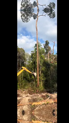 Gacor mas ateng#anaktambang #palankarayakotacantik #djremix #kualakapuas #fyppppppppppppppppppppppp 