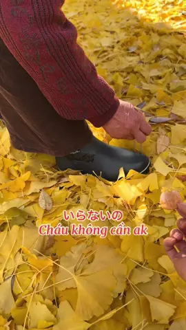 Bà cứ bảo quả của cây lá vàng tốt lắm, chứ sao tui ngửi mùi nó cứ …. Tới mua lá vàng, quả nó rụng, không biết bao giờ mới hết cái mùi này#日本語 #xuhuong 