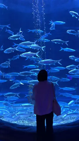 lagunya buat aquarium date tpi yaudah lah ya☺️