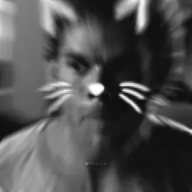 Dexter gatito edit || ib:@Shurk #fyp #edit #viralvideo #dexter #cute 