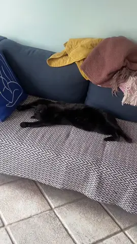 #foryou #foryoupagе #cats #explore #fypage 