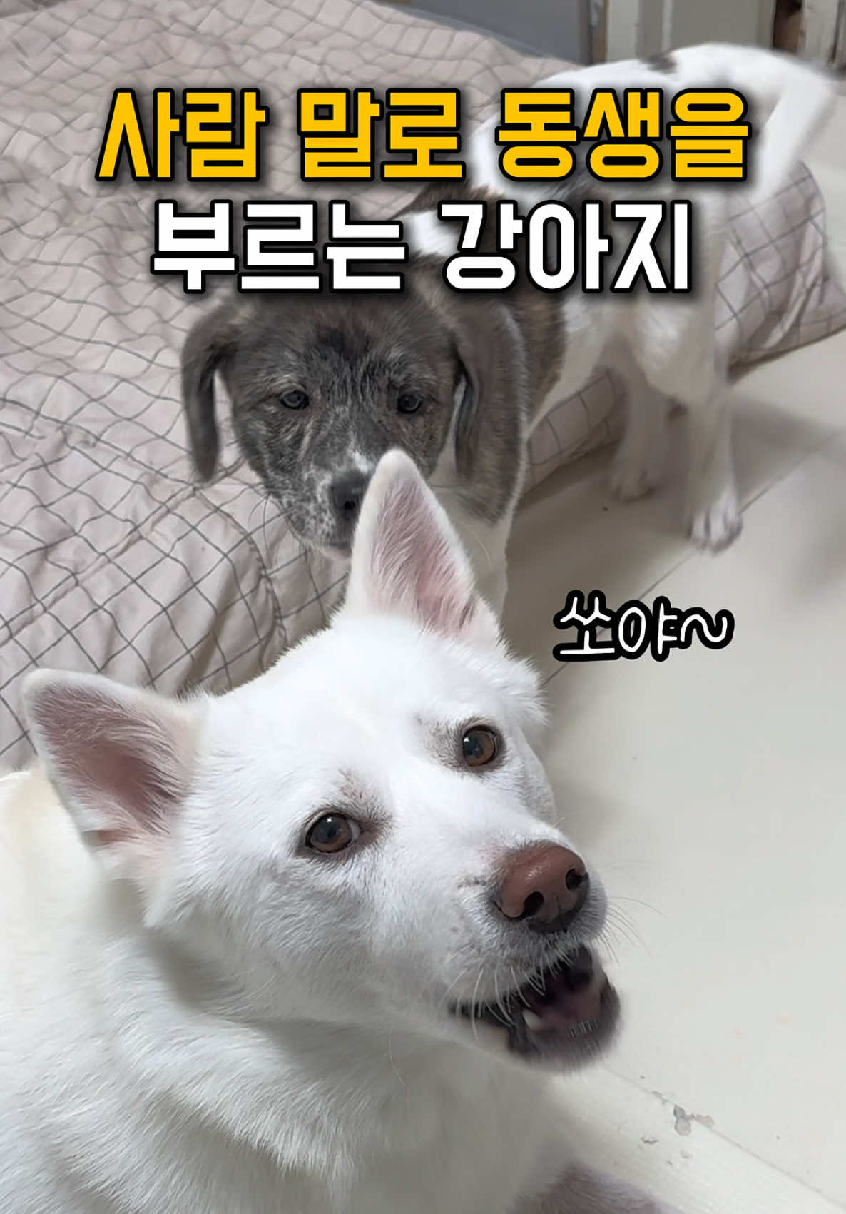 사람 말로 동생을 부르는 강아지 #강아지 #시골강아지 #도담이 #유기견 #임보 