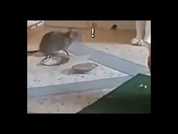 Can than sau lung kia be iu @cái mew gì vậy? 