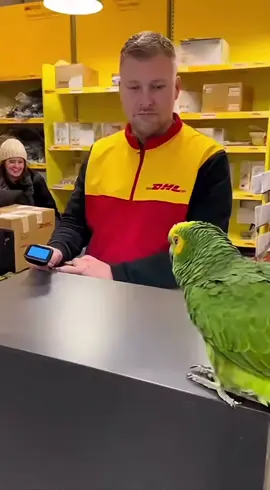 🦜📦 Nicht zugestellt?! Ich war ZUHAUSE!! Deutschland fühlt diesen Schmerz 😂😂 #FürDich #DHL #Deutschland #HumorDE #Lustig #Papagei #Paket #NichtZugestellt #ViralDE