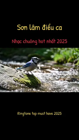 Âm thanh đỉnh cao của những chú chim núi rừng , âm thanh đẹp không tỳ vết bản hoà ca vĩ đại từ dàn hoà nhạc núi rừng thiên nhiên #nguamlieuphap #nguamlieuphap #ringtone #music #healing