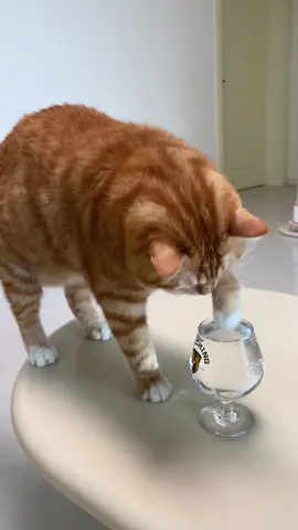 The sense of ritual before drinking water#fyp #catsoftiktok #cutecat #kucing #funny 