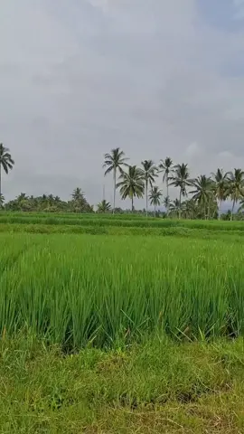 Kerungu baen #nomporondo #adistyamayasari #lagubanyuwangi 