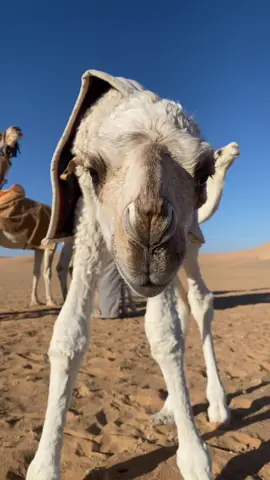 #4u #الشتاء #fyp #viral 