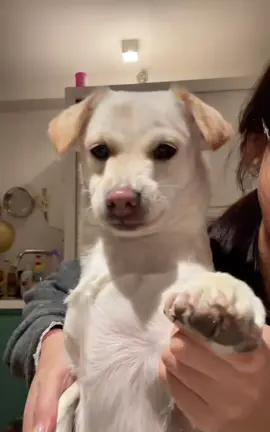 noob alternative account.@Disco Puppy #noob #puppydance #cachorro #puppy #dancingpup #perro 