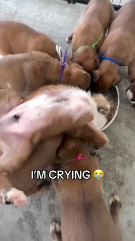 Lil guy was HUNGRY 🤣 #puppies #dog #Foodie #funny #eating (via grandlakeboxers/IG)