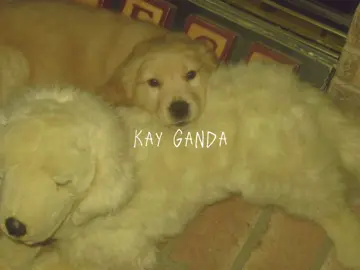 if you know this opm song, you've got taste  tahan by carl timbol #fyp #opm #carltimbol #underrated #lyrics 