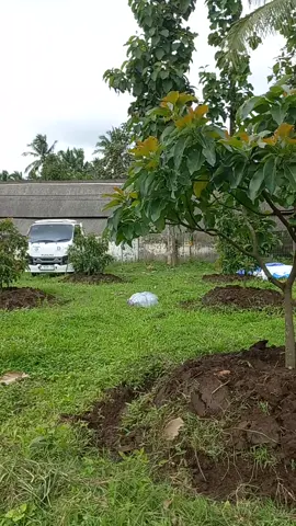 sabtu siang dengan suasana mendung  #petani #kabmalang #alpukat #berkebun #berkebunhappy 