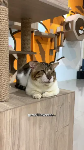 M kondisikan lemakmu please 😩🤏🏻 @Pawsnchill_ @meng:* paws and chill  #cafe #petfriendly #batam #catlover #fyp 