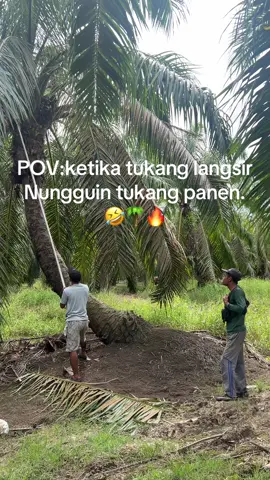 Efek egrek ketol,hanya tukang langsir sama panen yg paham🤣#fyp #viral #hiburantiktok #kulisawit #foryou @$omat senyap🐉🐉🐉🐉🐉 