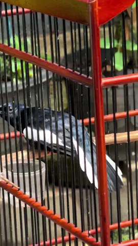 Absen pasukan hitam putih🙌 #fyp #kacermania #kacerpoci #kacermaniaindonesia 