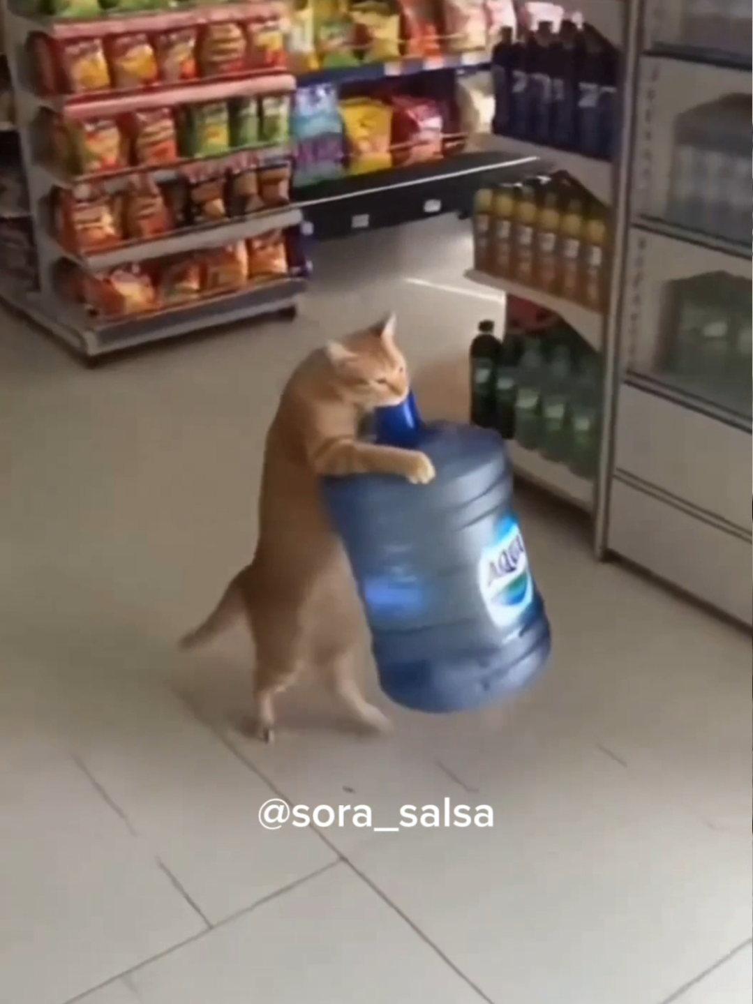 dengan enteng nya Oyen bawa galon mineral 🤣🤣🤣 Oyen salah satu Ras Terkuat di muka bumi 😹😹😹 #fyp #kucinglucu #cat #sora #ai #fypindonesia #kucingoren
