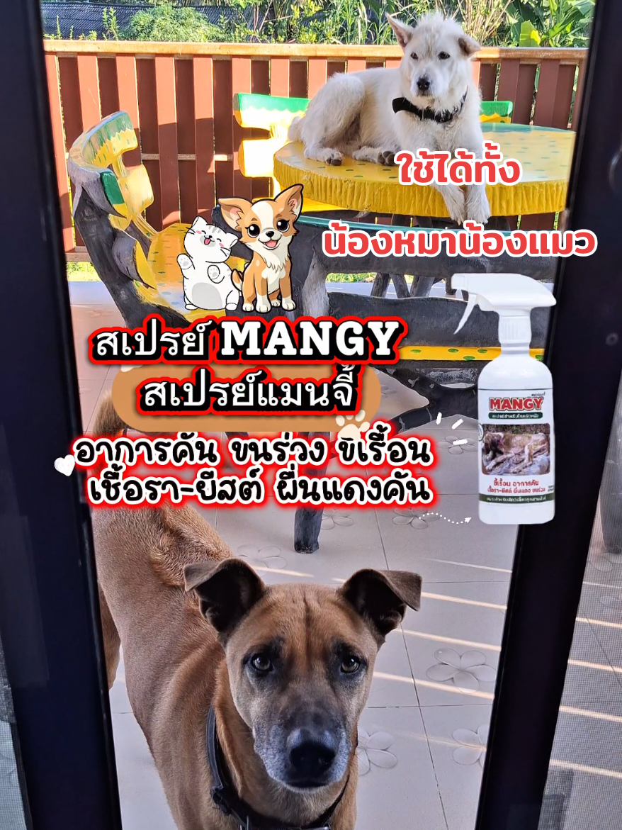 #สินค้าปังดันยอดขาย  #สเปรย์แมนจี้ #สเปรย์แมนจี้สําหรับโรคผิวหนังสัตว์เลี้ยง  #ทาสหมา  #ทาสหมาทาสแมว 