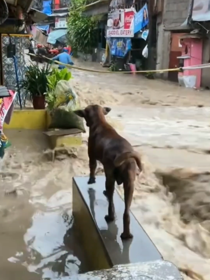 tin mưa lũ phú yên và toàn miền trung mới nhất  #thơsăn76 #tintức #xuhuong@thợsăn76 @thợsăn76 @thợsăn76 