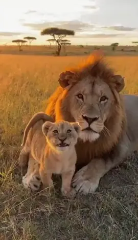 Cub vs Dad Roar! Too Cute 😹🦁 #LionCub #FunnyAnimals #CuteAnimals #AnimalTikTok #furryfunmoments 