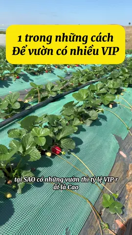 Tăng tỷ lệ dâu VIP, đây chỉ là 1 trong những yếu tố cơ bản thôi ạ, còn phụ thuộc vào cả dinh dưỡng nữa. #CapCut ##dâutây #môcchâu #nongnghiep #dalat 