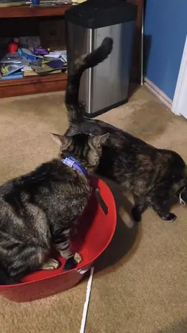 #myfurrbabies #gottalovethem #PetsOfTikTok #massfollowing🔥🔥 