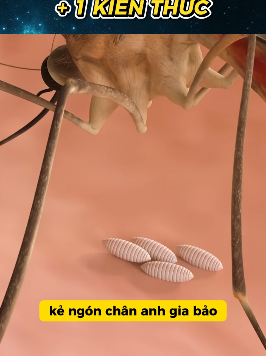 Anh Gia Bảo nuôi con của chị Trà à #congmotkienthuc #fypシ゚ #xuhuong #haihuoc 