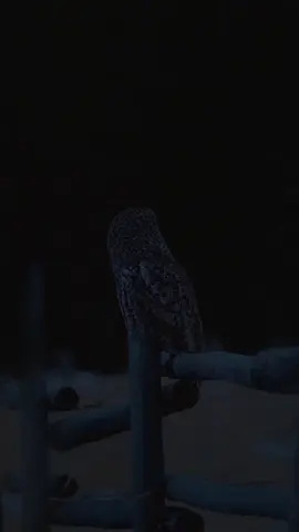 #CapCut #قران_كريم #عبدالله_احمد_شعبان🖤🎧 #عبدالله_احمد_شعبان #عبدالرحمن_مسعد🖤🎧 