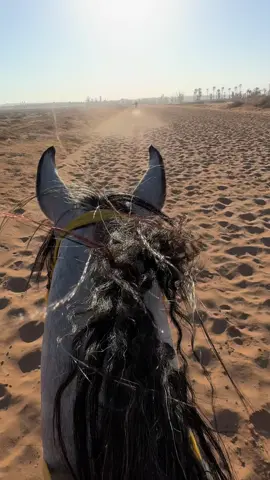 #ماشاءالله_تبارك_الله #ذكر_الله_زين #عيد_اف_كي #خيل_وخياله🐎 