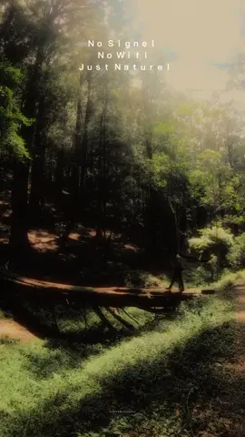 🤍🍃#ohiyaroad #nature 