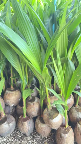 #เปิดการมองเห็น #พันธุ์มะพร้าวน้ําหอม #ฟีดดดシ #เทรนวันนี้ #ขึ้นฟีดเถอะ 