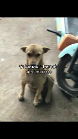 #fyppppppppppppppppppppppp #เปิดการมองเห็นtiktok #เธรดความรู้สึก #ฟีดดดシ #เธรดเพลง @siriyaporn_🍥🐬 ลงให้แล้วนะคะะ