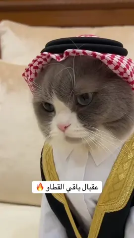 بيني وبينكم لحد الحين المعرس والعروس ما تقبلوا بعض 😪💔 #قطط #قطط_تيك_توك #catsoftiktok #ترند #fyp