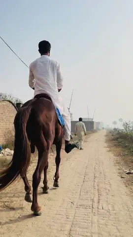 💯☝️#rayattaulhai #rayabdulhai #راۓ🌾🚜🐎🥷🏻 #گھوڑے_شوق_نواباں_دا🐴 